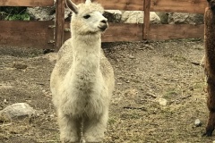 No drama lama :)