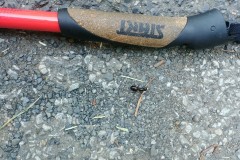 Maxi mravenec