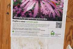 Chcete se podílet na podobě záhonu Na Paloučku? Přineste třeba Echinaceu! Pro víc info naskenujte QR kód nebo jděte na www.berounskazelen.cz