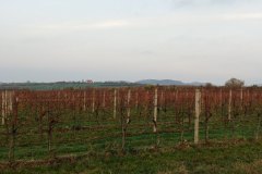 Časně ráno ve vinicích s výhledem na Penzion Mušlov, Svatý kopeček a Mikulov